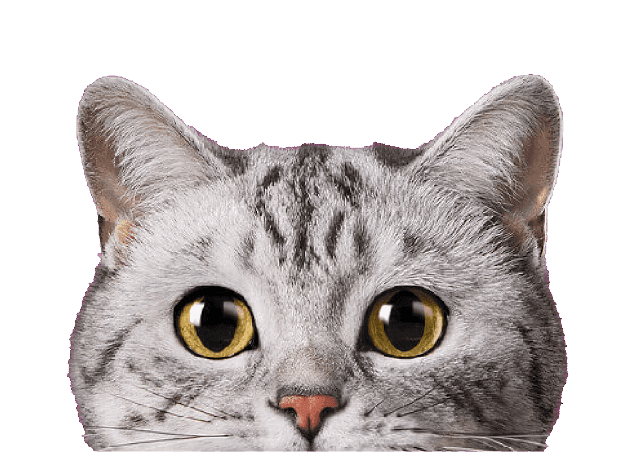 Whiskas